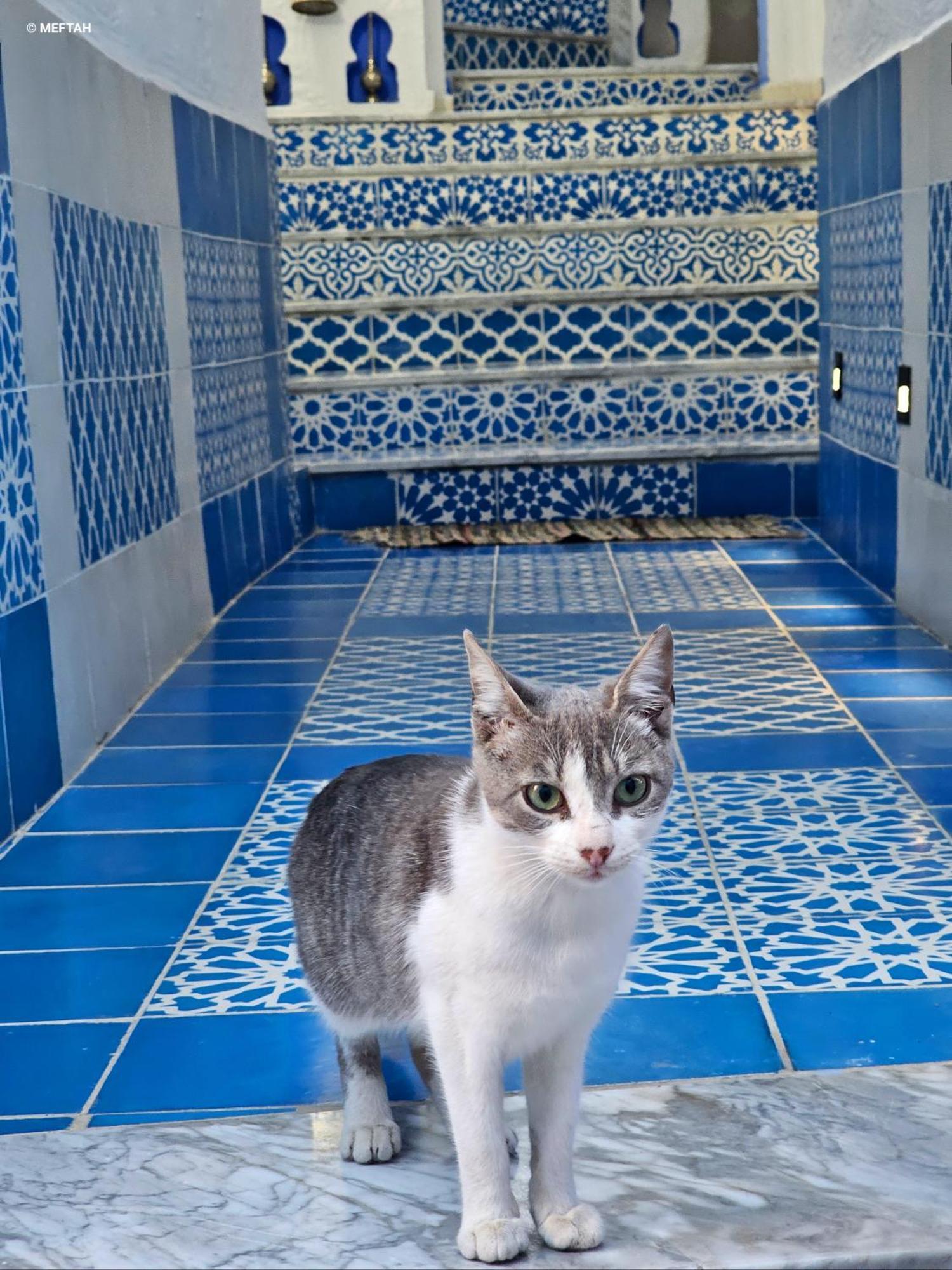 Casa Meftah Blue Lejlighed Chefchaouen Eksteriør billede